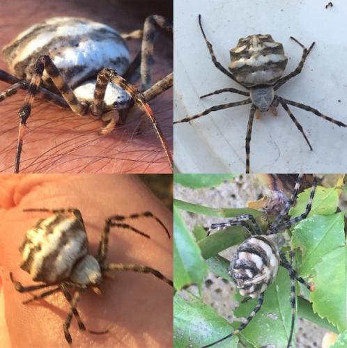Réf. 213 994 : Argiope lobata
