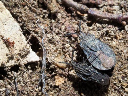 Aradus pallescens frigidus