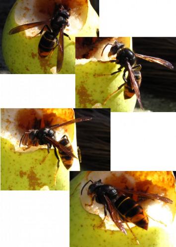 Vespa velutina