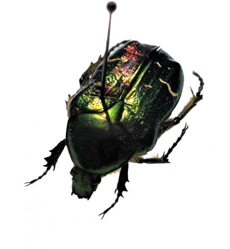 Réf. 213 389 : Cetonia aurata