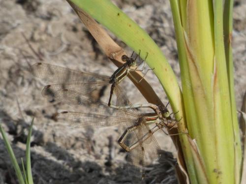 Réf. 213 773 : Lestes barbarus