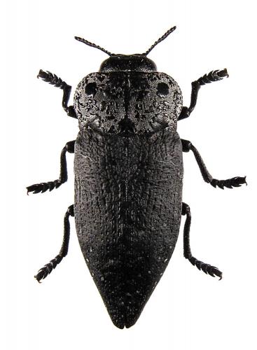 Réf. 213 850 : Capnodis tenebrionis
