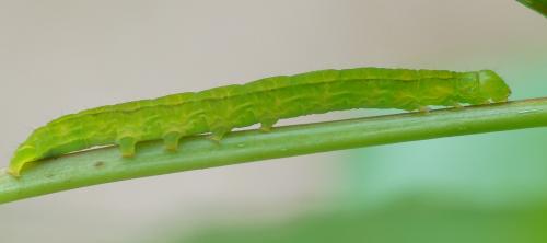 Scoliopteryx libatrix