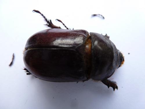 Réf. 213 516 : Oryctes nasicornis