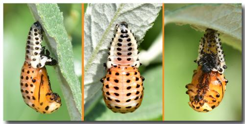 Réf. 213 779 : Chrysomela sp.