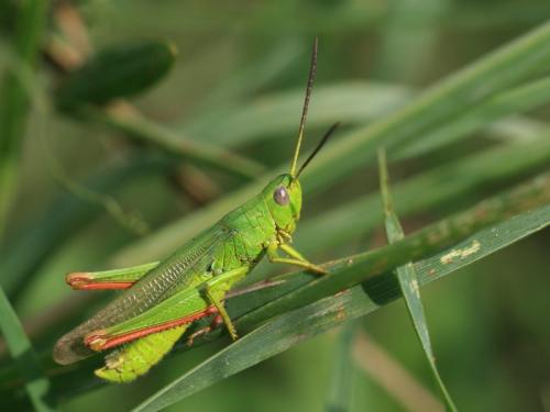 Réf. 213 922 : Chorthippus jucundus