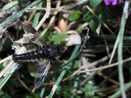 Réf. 213 402 : Cyrtopogon maculipennis