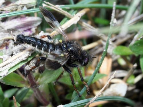 Cyrtopogon maculipennis