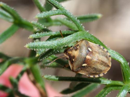 Réf. 213 593 : Derula flavoguttata