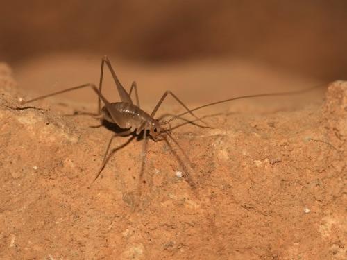 Réf. 213 428 : Dolichopoda linderi