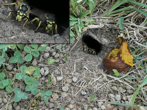 Vespula germanica