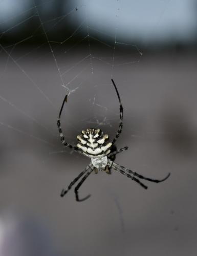 Réf. 213 881 : Argiope lobata