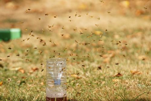 Vespula germanica