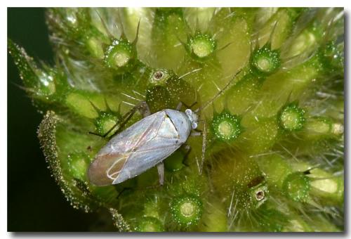 Réf. 213 583 : Placochilus seladonicus