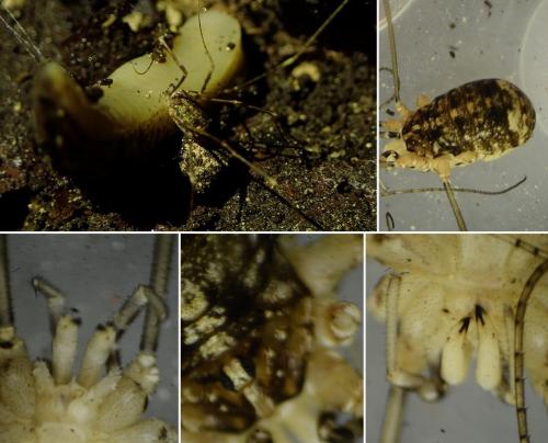 Nelima sp.
