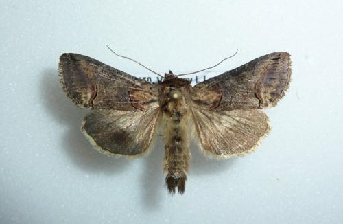 Abrostola triplasia
