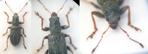 Réf. 213 903 : Pachyrhinus lethierryi