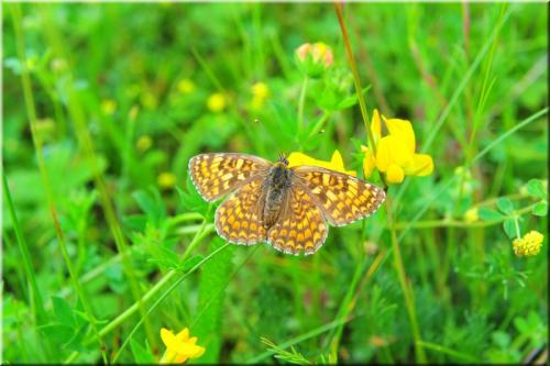 Melitaea phoebe