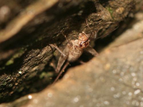 Petaloptila aliena