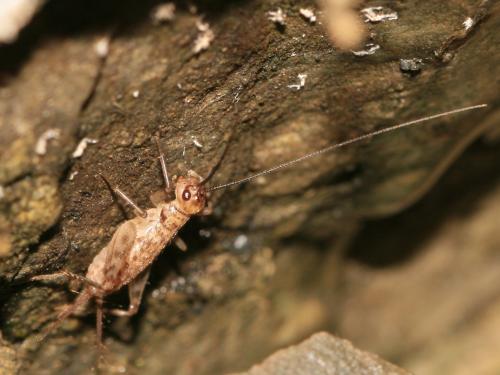 Petaloptila aliena