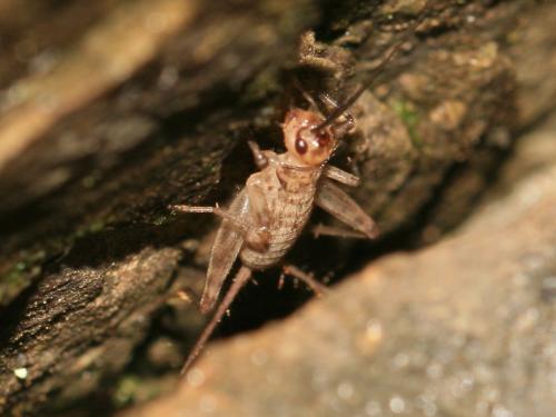 Petaloptila aliena
