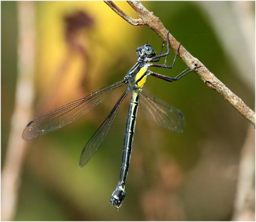 Philoganga vetusta