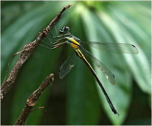 Philoganga vetusta