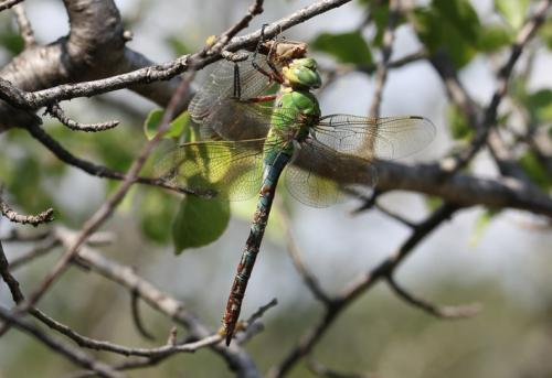 Anax imperator
