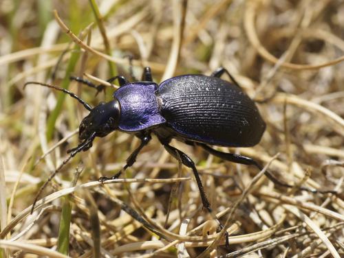 Réf. 213 421 : Carabus problematicus