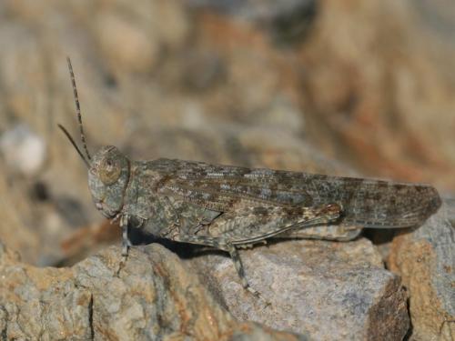 Réf. 213 432 : Sphingonotus rubescens rubescens
