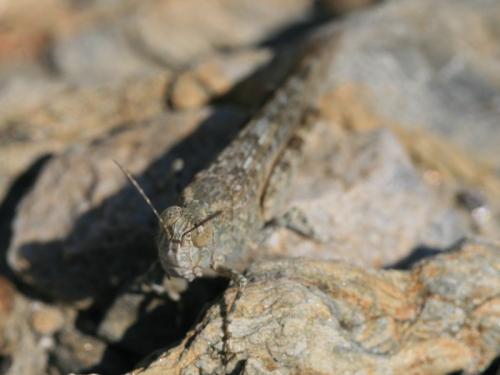 Réf. 213 614 : Sphingonotus rubescens rubescens