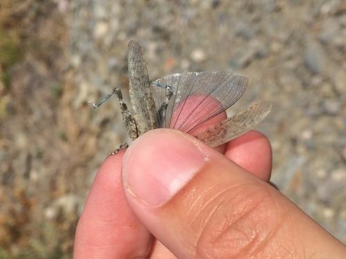 Réf. 213 615 : Sphingonotus rubescens rubescens