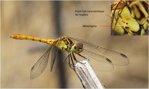 Sympetrum meridionale