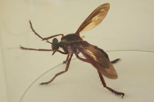 Réf. 213 864 : Dasypogoninae inconnu