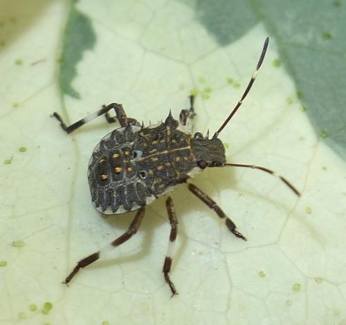 Réf. 213 211 : Halyomorpha halys