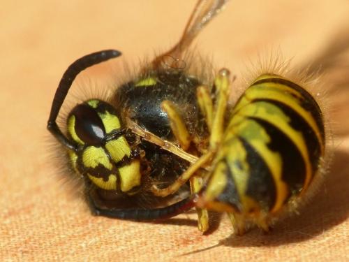 Réf. 213 396 : Vespula vulgaris