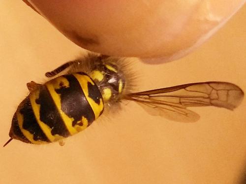 Vespula vulgaris