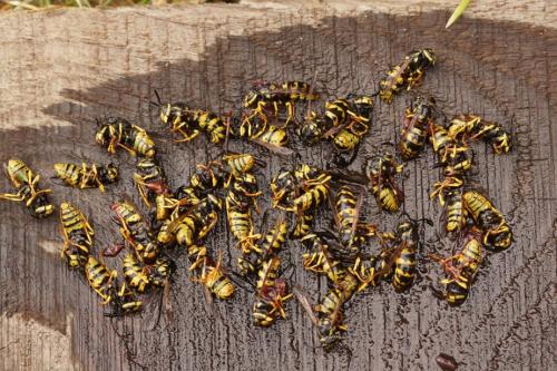Vespula germanica