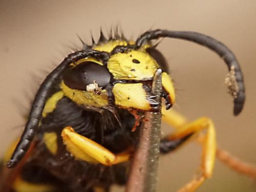 Vespula germanica