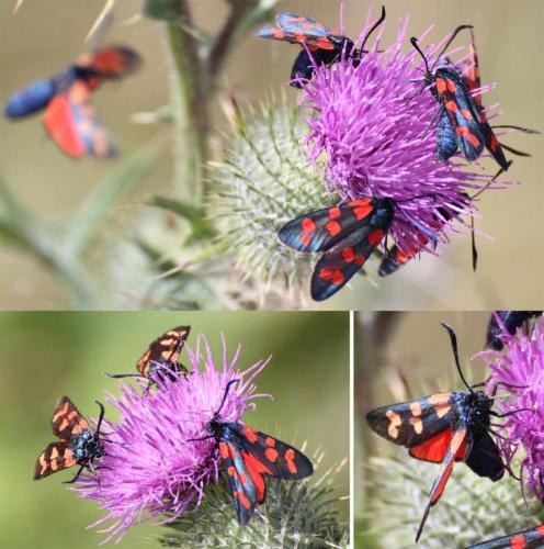 Zygaena transalpina