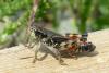 213299 – Photo : florent besson – France (05)