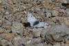 213398 – Photo : florent besson – France (05)