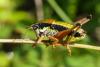 213704 – Photo : florent besson – France (05)