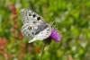 213411 – Photo : florent besson – France (05)