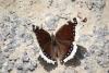 213050 – Photo : Limenitis78 – France (04)