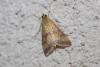 213628 – Photo : alain Roujas – France (31)