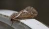 213023 – Photo : alain Roujas – France (31)