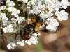213332 – Photo : Danièle Tixier-Inrep – France (30)