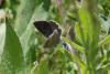 213613 – Photo : Limenitis78 – France (04)