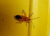 213157 – Photo : Jean Roger – Mayotte